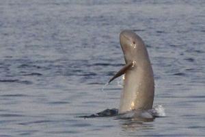 Cambodia records 1st rare Mekong river dolphin death in 2023