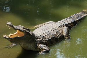 Body of missing Australian man found inside crocodile