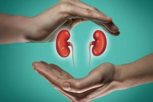 Ayurveda's role in enhancing kidney health