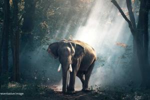 Child dies in elephant attack, 50 houses damaged in Assam's Golaghat