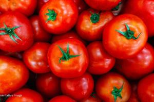 Great Tomato Dilemma: Will Retail Prices in the National Capital Continue to Rise?