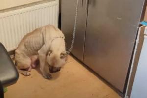 British Indian sentenced for starving, chaining dog after it gives birth to 7 pups