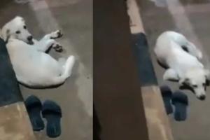 Dog waits near owner's footwear after she jumps into Godavari in Andhra district