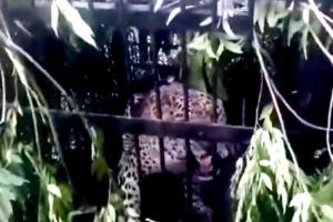 Another leopard trapped near Tirumala temple, 4th in two months
