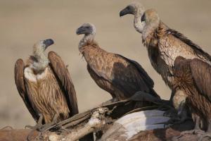 Finally, ban on two more vet drugs to halt vulture decline in India