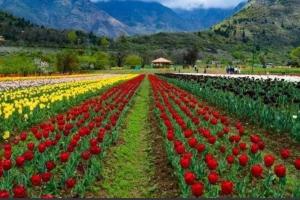 Kashmir's Tulip Garden Opens in Spectacular Bloom
