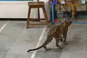 Leopard Cub Causes Panic at Junagadh Agricultural University
