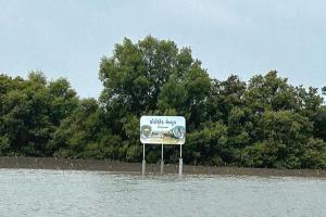 Gujarat's Mangrove Forest Area Expands Remarkably