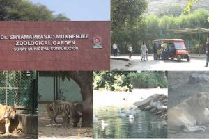 Sarthana Nature Park: A Thriving Wildlife Haven in Surat