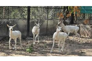 Albino Blackbucks Arrive at Vadodara Zoo, Set to Become New Tourist Attraction