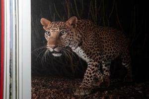 Ghosts of the Granite Hills: A Visual Journey Through Jawai’s Wildlife Ecosystem