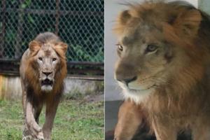 Surat: Lion 'Arya' dies at Sarathana Nature Park, succumbs to kidney disease