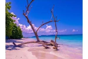 Andaman Travel Care Recognized for Customized Andaman Tour Packages and Honeymoon Travel Experiences