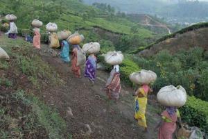 India’s New Specialty Fertilizer Plants