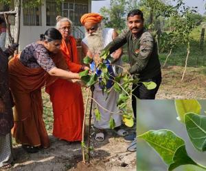 Halol Municipality Launches Unique Initiative to Preserve Rare ‘Krushnavad’ Trees Under ‘One Tree for Mother’ Campaign