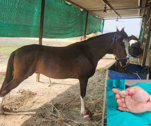 Surat: NRI's thumb severed while feeding a horse carrots, doctors saved it after four hours of microsurgery